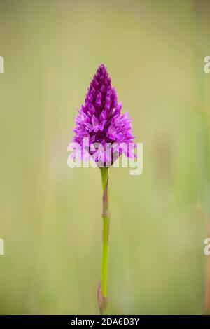 Pyramidal Orchid, Anacamptis pyramidalis, Dixton, Monmouthshire, Wales, June Stock Photo