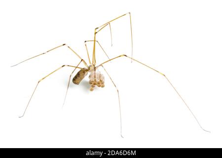 Cellar Spider, Pholcus phalangioides, carrying eggs.  Catbrook, Monmouthshire, Wales, UK.  Family Pholcidae. Stock Photo
