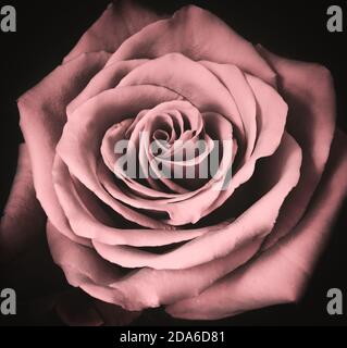 Romantic old pink rose isolated on black. Stock Photo