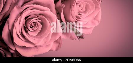 Beautiful pink roses on old pink background with dark vignette frame. Stock Photo