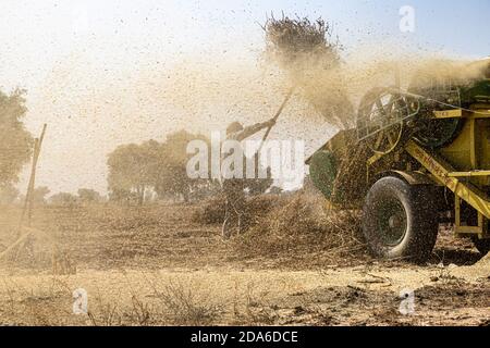 harvesting crops in india Stock Photo