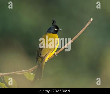 Black-crested Bulbul (Pycnonotus flaviventris), perched back-facing, in the forests of Ramnagar in Uttarakhand, India. Stock Photo