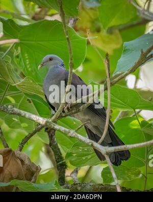 A beautiful Nilgiri Wood Pigeon (Columba elphinstonii), perched on a branch in the shade, in the forests of Munnar in Kerala, India. Stock Photo
