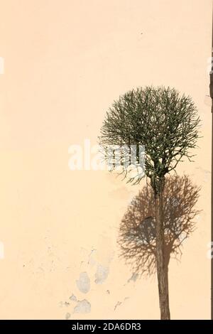 Isolated tree with visible branches and shadow falling on the old background wall with cracks. Great background for website, social media, cover, card. Stock Photo