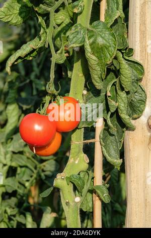 Solanum lycopersicum 'Cristal'. Tomato 'Cristal'.  Ripe tomatoes growing on the vine Stock Photo