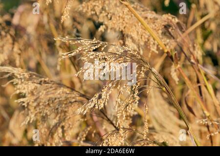 Panicum miliaceum, grain crop, broom corn millet, annual, cereal grain, seeds ready for harvesting Stock Photo