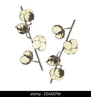 Cotton plant. Isolated cotton on white background Stock Vector