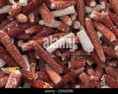 Top vew on pile of peeled out maize ears Stock Photo