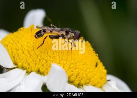 Kleine Mistbiene, Gemeine Keulenschwebfliege, Keulen-Schwebfliege, Männchen, Syritta pipiens, thick-legged hoverfly, Thick legged Hoverfly, male Stock Photo
