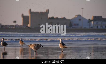 Group of seagull birds walking on Tagharte beach in Essaouira, Morocco, Africa in the evening light with popular historic citadel in background. Stock Photo