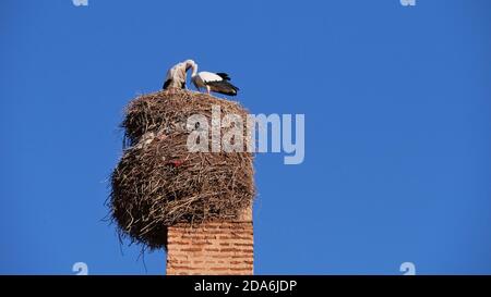 Breeding couple of two storks sitting on their nest on the top of a loam and brick chimney in El Badi Palace in the old center (Medina) of Marrakesh. Stock Photo