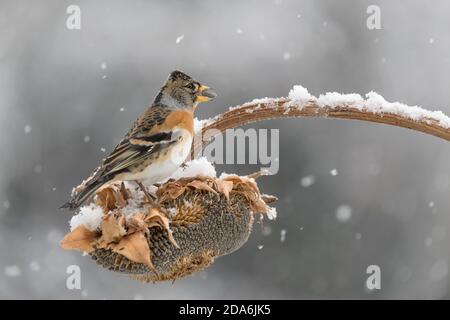 Brambling under unexpected snowstorm (Fringilla montifringilla) Stock Photo