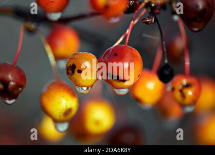 Branch with apples of paradise. Selective focus on apples with drops of rain in blurred background. Close up Stock Photo