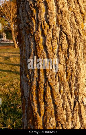 Detail of the bark of a trunk at sunset. Stock Photo