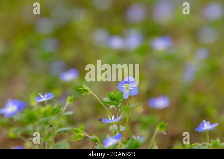 Close up of blue flowers of corn speedwell with selective focus and copy space, also called veronica arvensis or Feld Ehrenpreis Stock Photo