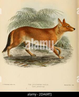 The Ussuri dhole (Cuon alpinus alpinus [Cyon javanicus]), also known as the Indian dhole, Eastern Asiatic dhole, Chinese dhole or Southern dhole, From the Book Dogs, Jackals, Wolves and Foxes A Monograph of The Canidae [from Latin, canis, 'dog') is a biological family of dog-like carnivorans. A member of this family is called a canid] By George Mivart, F.R.S. with woodcuts and 45 coloured plates drawn from nature by J. G. Keulemans and Hand-Coloured. Published by R. H. Porter, London, 1890 Stock Photo