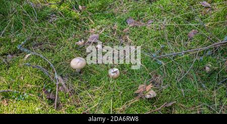 Mushrooms in a clearing in the woods on a sunny day Stock Photo