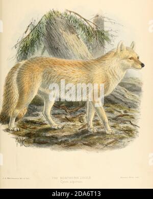 Dhole Cuon alpinus also known as the Asiatic Wild Dog Indian Wild Dog ...