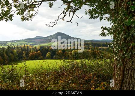 Autumn view towards The Eildons from Drygrange looking across fields with sheep and colourful trees. Stock Photo