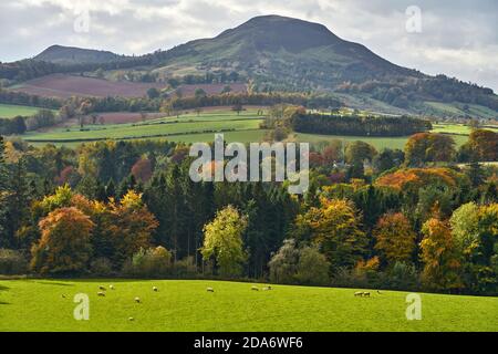 Autumn view towards The Eildons from Drygrange looking across fields with sheep and colourful trees. Stock Photo