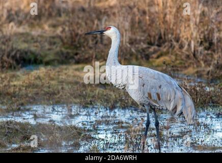 Sandhill Crane, Grus canadensis, moving around the golden grasses in the marsh Stock Photo