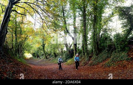 Ladies enjoy a walk through the trees along an ancient track in Halnaker near Chichester which follows the route of Stane Street, the London to Chichester Roman road. Stock Photo