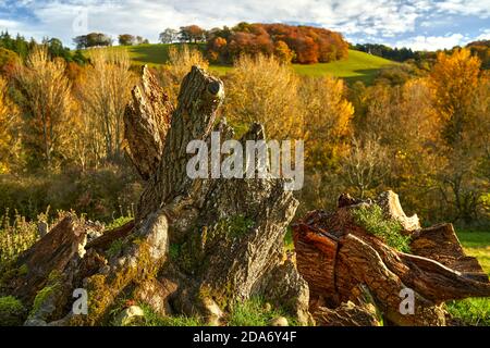 Glorious autumn colours of trees by the River Tweed framed by fallen oak. Stock Photo