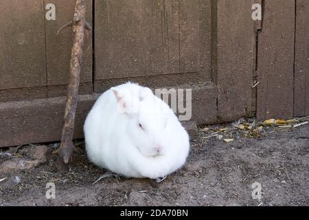 A white rabbit isolated in front of a wooden door Stock Photo