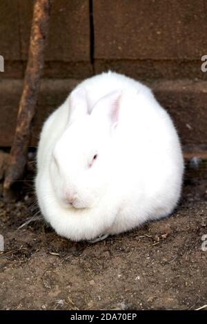 Portrait of a white bunny with black spots on eyes and ears laying in ...