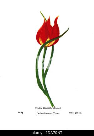 Tulip, Tulipa praecox [Probably Tulipa agenensis] From the book Wild flowers of the Holy Land: Fifty-Four Plates Printed In Colours, Drawn And Painted After Nature. by Mrs. Hannah Zeller, (Gobat); Tristram, H. B. (Henry Baker), and Edward Atkinson, Published in London by James Nisbet & Co 1876 on white background Stock Photo