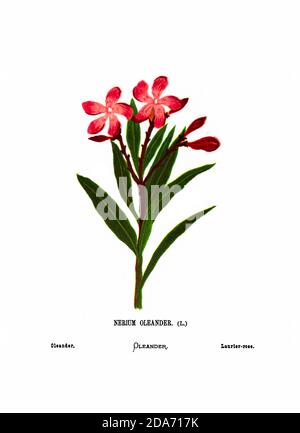 Vector Drawing Flower Stock Illustration - Download Image Now -  Agricultural Field, Art, Blossom - iStock