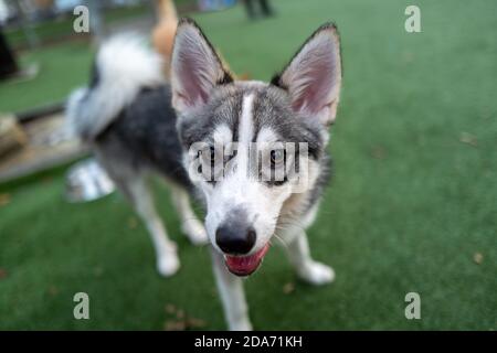 Alaskan Klee Kai Dog  posing for a smile Stock Photo