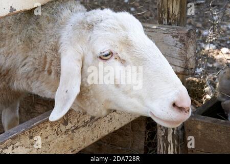 close-up of a sheep's head sticking out of the fence Stock Photo