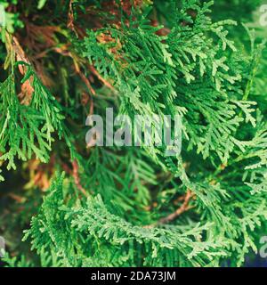Green branches of juniper for the background Stock Photo