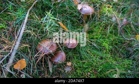 Angern, Germany. 07th Nov, 2020. Four chestnut boletuses (Boletus badius) stand in a wooded area. Mushroom hunters are particularly likely to find them this year. Credit: Stephan Schulz/dpa-zentralbild/ZB/dpa/Alamy Live News Stock Photo