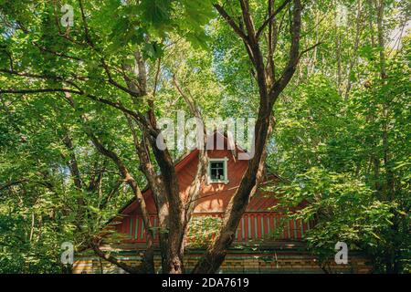 Belarus. Abandoned House Overgrown With Trees And Vegetation In Chernobyl Resettlement Zone. Chornobyl Catastrophe Disasters. Dilapidated House In Stock Photo