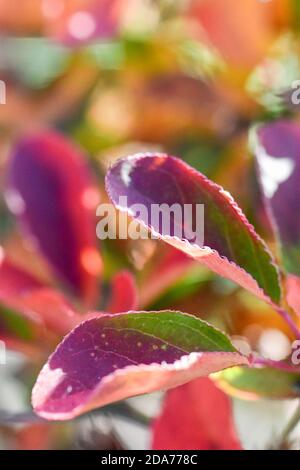 multicolored leaves - fall foliage - red leaves on bush - multi-colored shrub leaf - red leaves in autumn Stock Photo