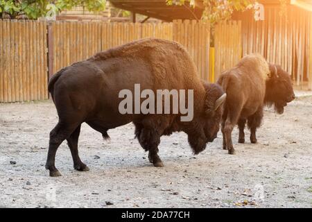 Two majestic bison stand in enclosure against backdrop of wooden fence, illuminated by sunlight Stock Photo