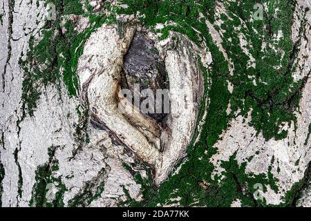 Huge excrescence on Walnut tree trunk. Sick diseased forest tree. Stock Photo