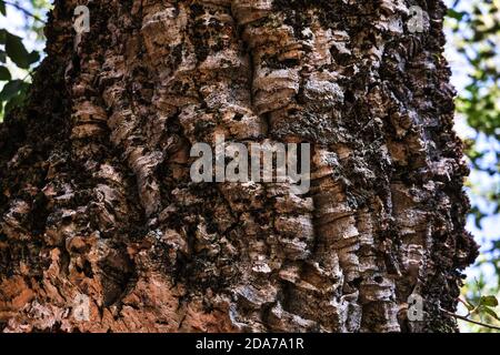 Close up of quercus suber, corkwood oak in Sardinia, Italy Stock Photo