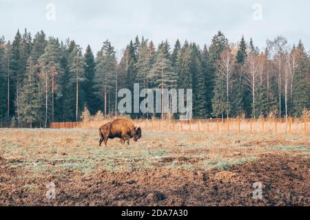 Bison in full growth in its habitat. Stock Photo