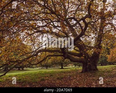 Autumn Oak Tree, Englefield Estate, Thale, Reading, Berkshire, UK, GB. Stock Photo