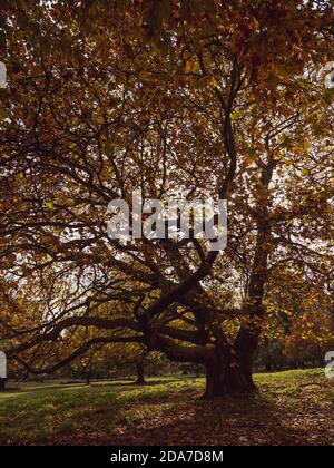 Autumn Oak Tree, Englefield Estate, Thale, Reading, Berkshire, UK, GB. Stock Photo