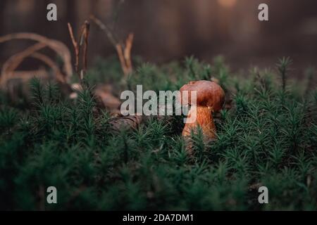 mushrooms in the forest Stock Photo