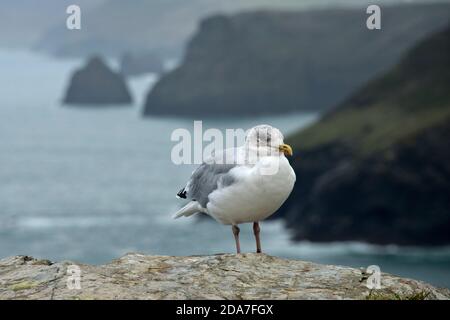 An immature herring gull (Larus argentatus) with grey speckled head feathers on cliffs above Tintagel, Cornwall, October Stock Photo