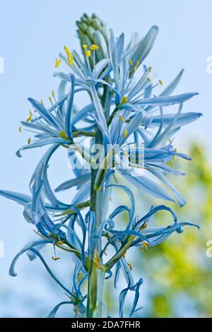 Spike of ice blue flowers of Camassia cusickii an ornamental bulb with yellow anthers, Berkshire, May Stock Photo