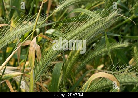 Wall or false barley (Hordeum murinum) unripe seed heads or ears of annual wild grass, Berkshire, June Stock Photo