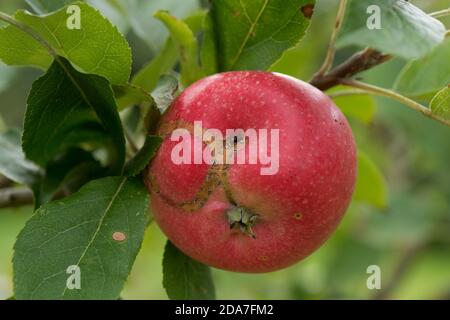 Apple sawfly (Holocampa testudinea) old feeding scarring on the surface of a ripe red Discovery apple fruit on the tree, Berkshire, August Stock Photo