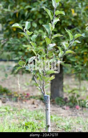 apple tree renovation by the grafting image Stock Photo