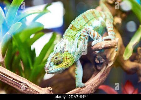 Chameleon on a plant branch Stock Photo
